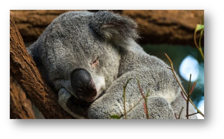 koala